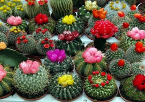 Будинок природи: Три виставки за один вхідний квиток