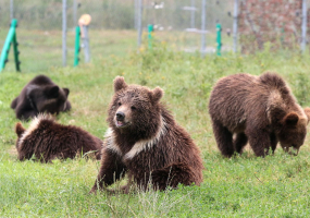 День захисників та захисниць України у Ведмежому притулку