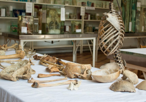 Екскурсії в музей анатомії людини