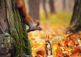 Чарівна осінь - Всеукраїнський конкурс дитячо-юнацької творчості