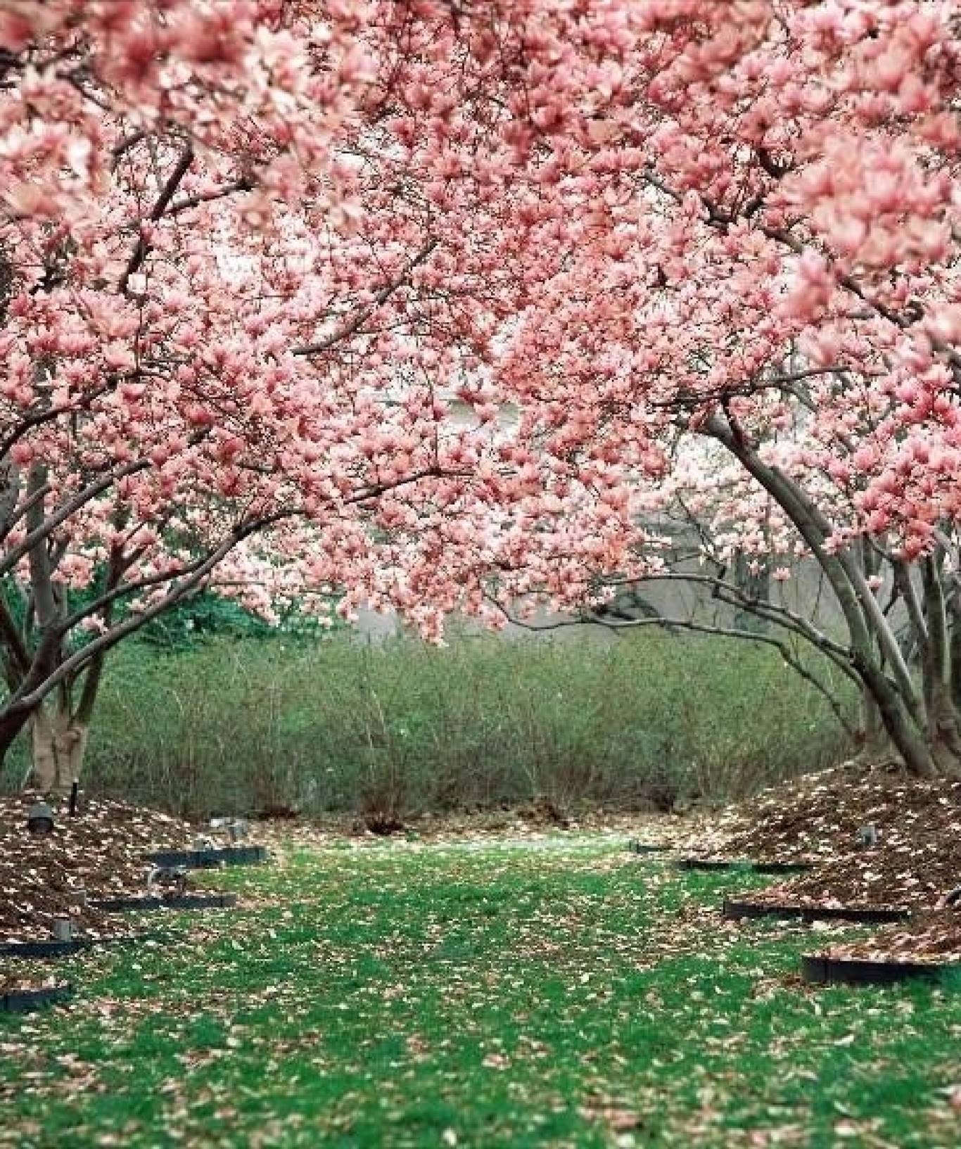 Сакура вишневая. Сакура черри блоссом дерево. Цветение Сакуры вишневый сад. Вишневый сад в Японии. Цветущие сады Сакуры.