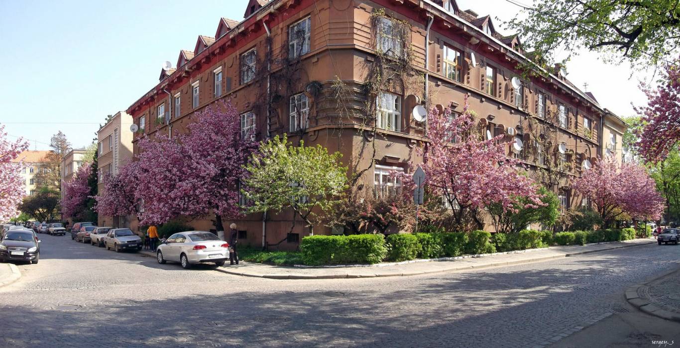 Цвітіння сакури на Закарпатті