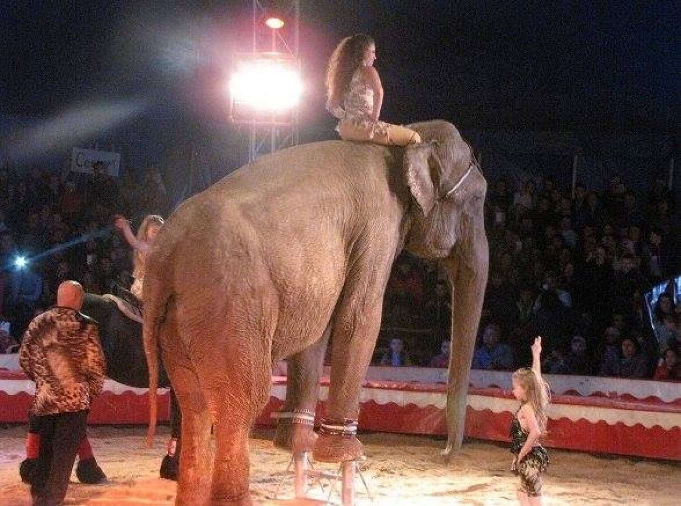 Цирк "Будапешт" у Вінниці