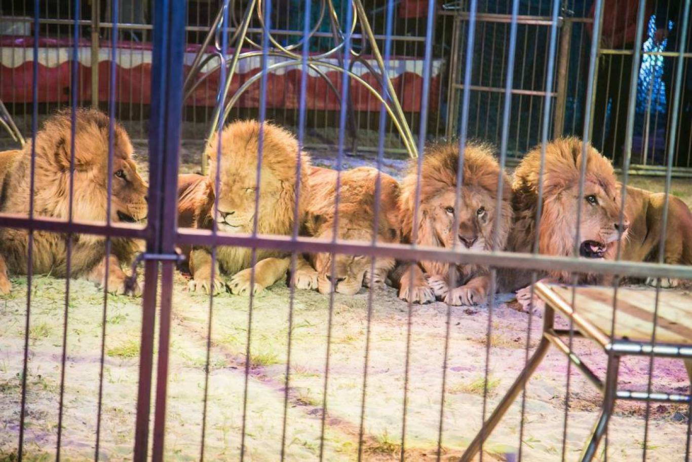 Цирк "Будапешт" у Вінниці