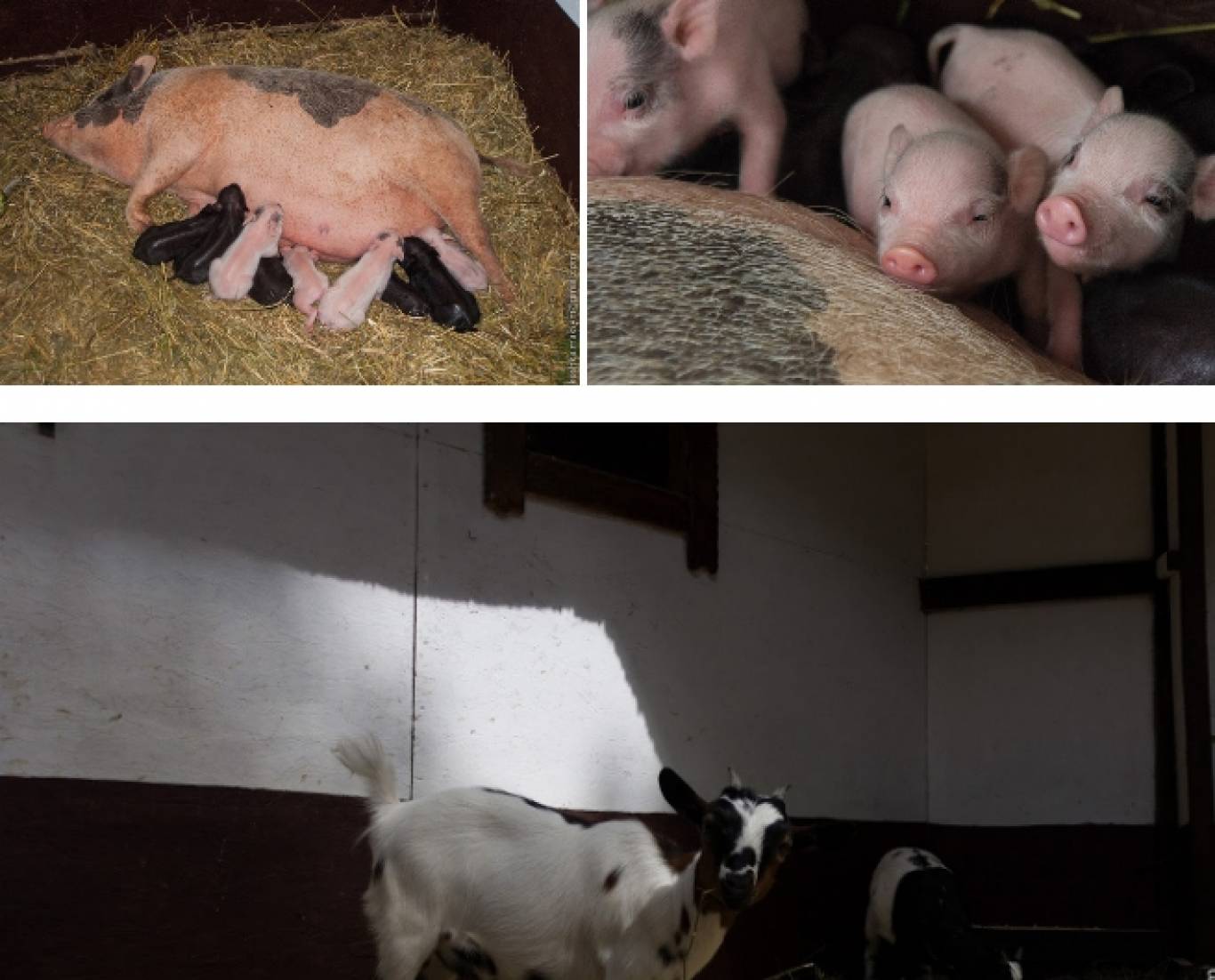 Розваги у Вінницькому зоо-дворику