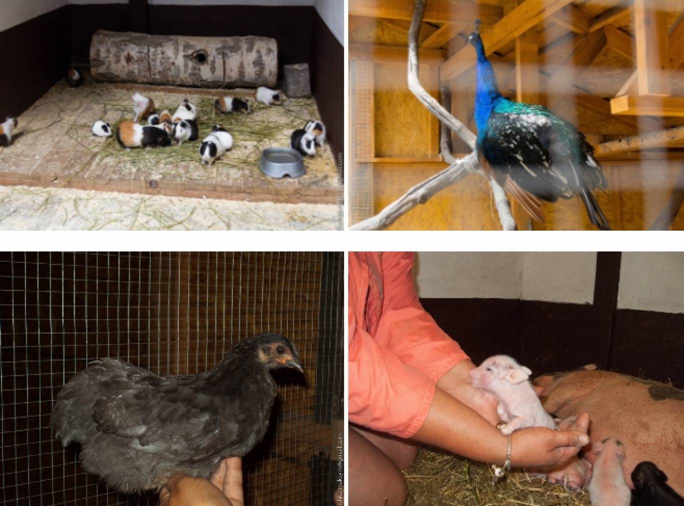 Розваги у Вінницькому зоо-дворику