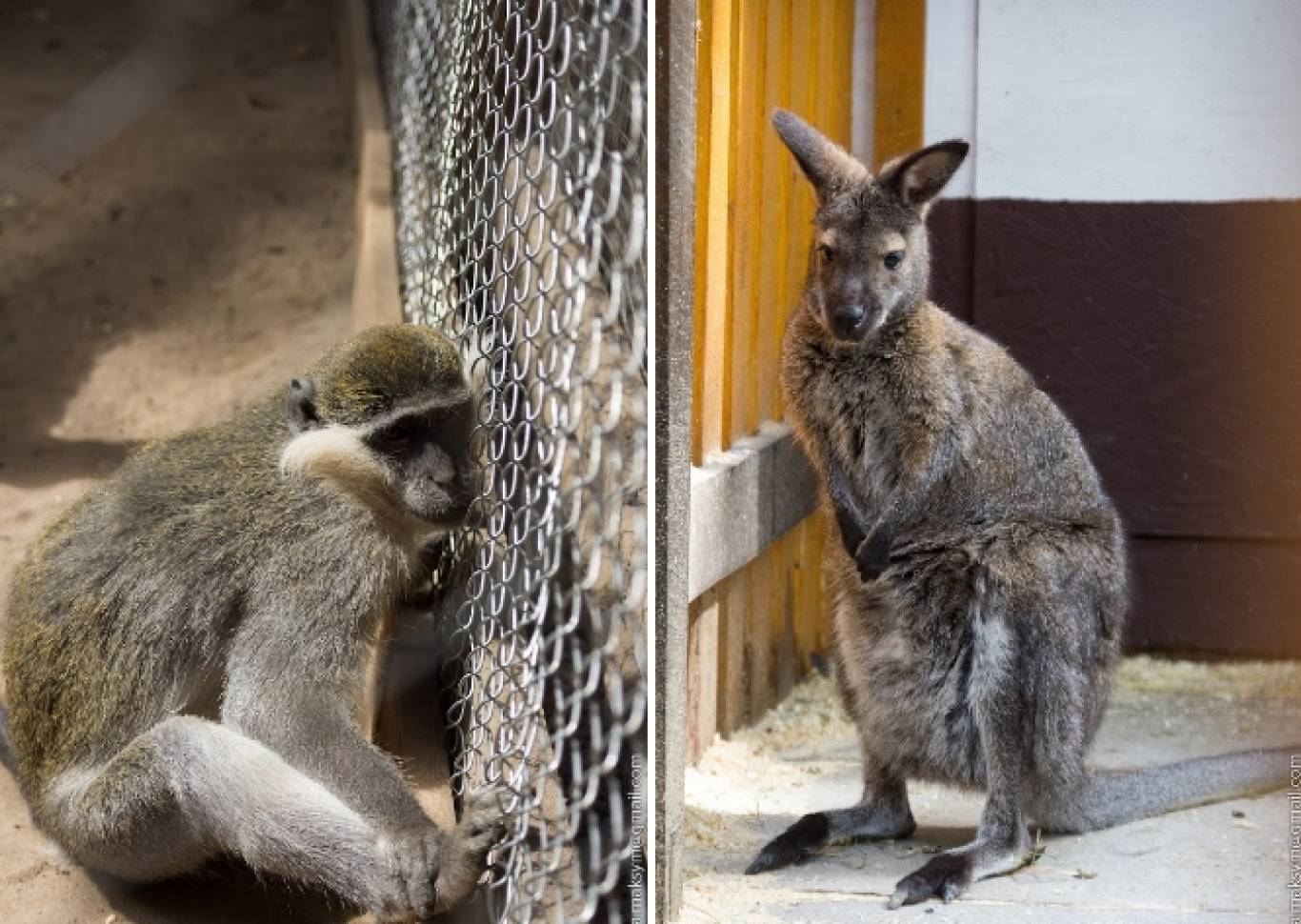 Розваги у Вінницькому зоо-дворику