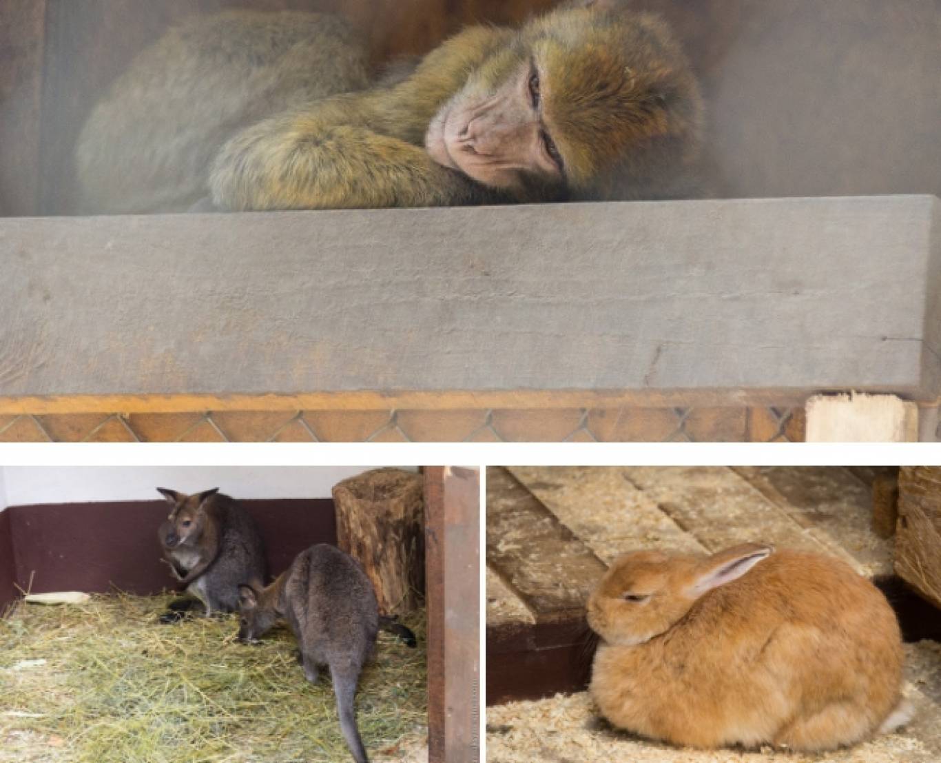 Розваги у Вінницькому зоо-дворику