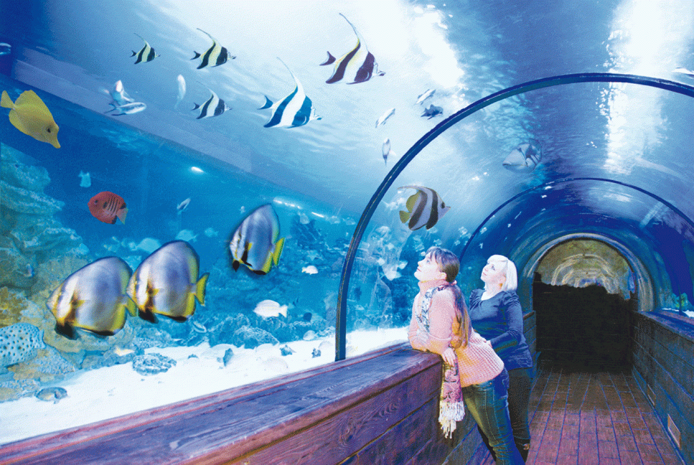 Фабрика ялинкових прикрас+Океанаріум!