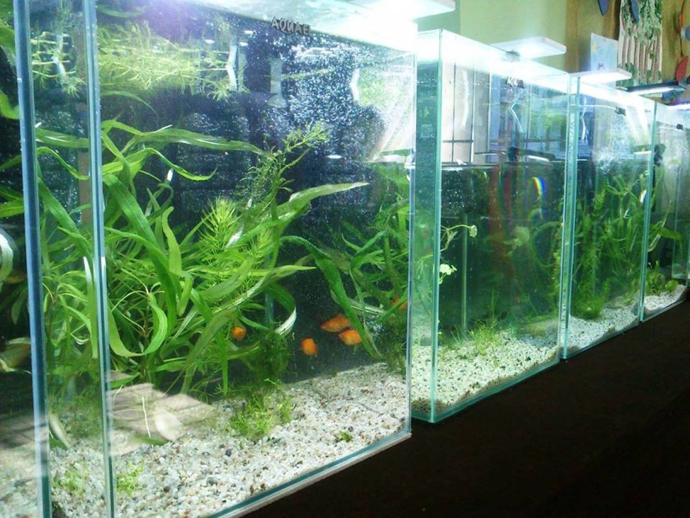 Барви гуппі плюс - Виставка акваріумних риб