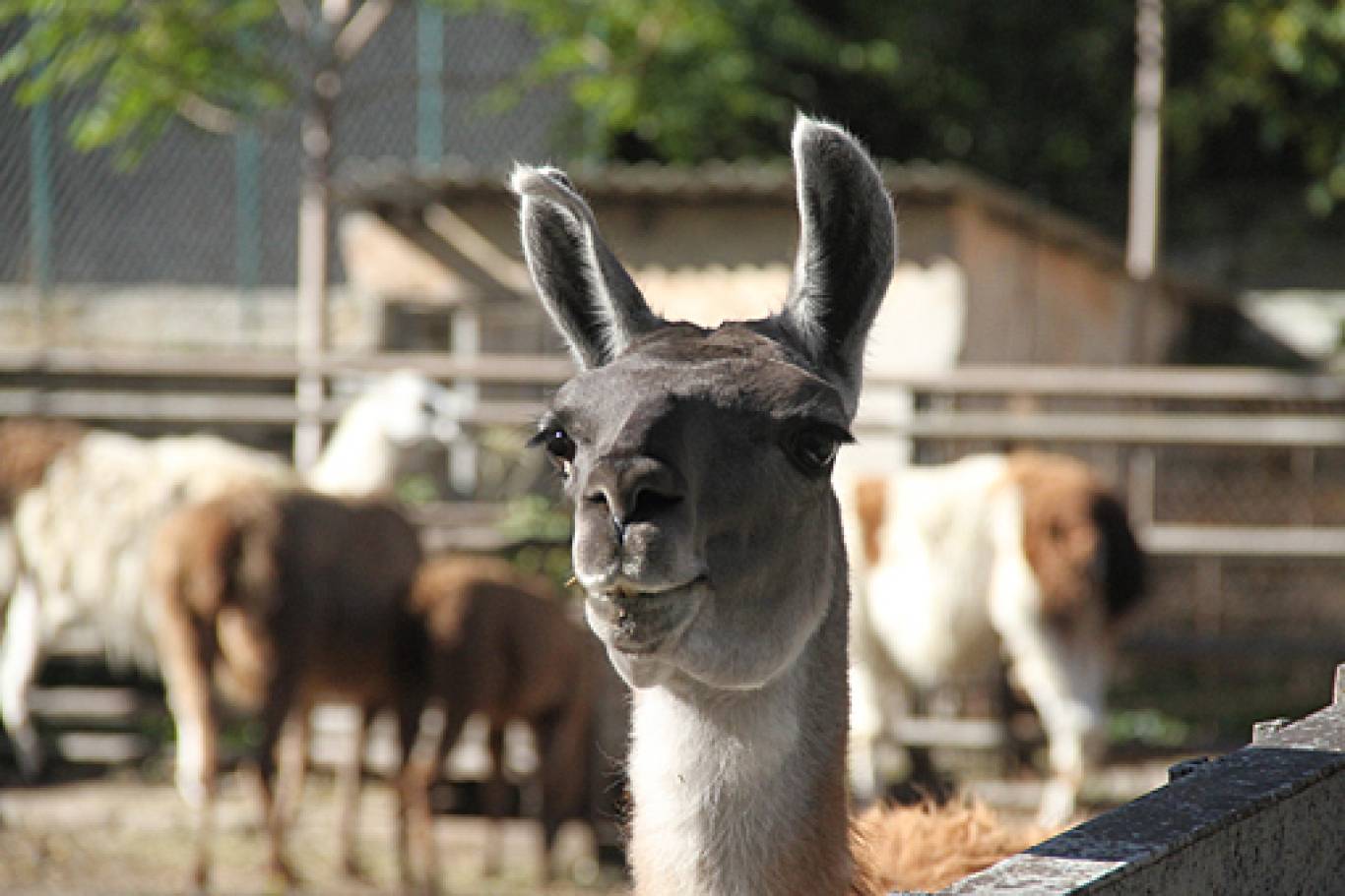 Одесский зоопарк