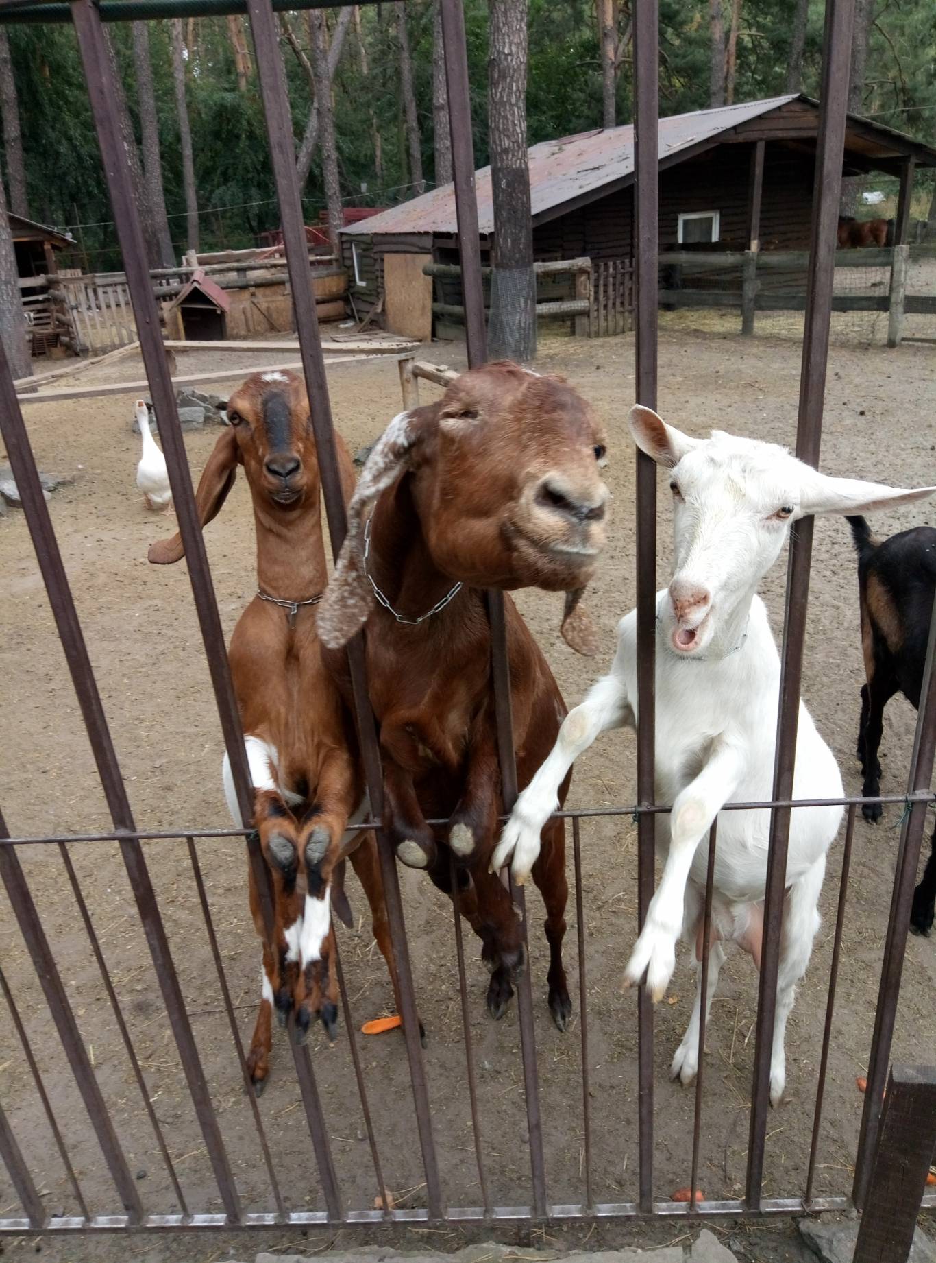 Маленький зоопарк