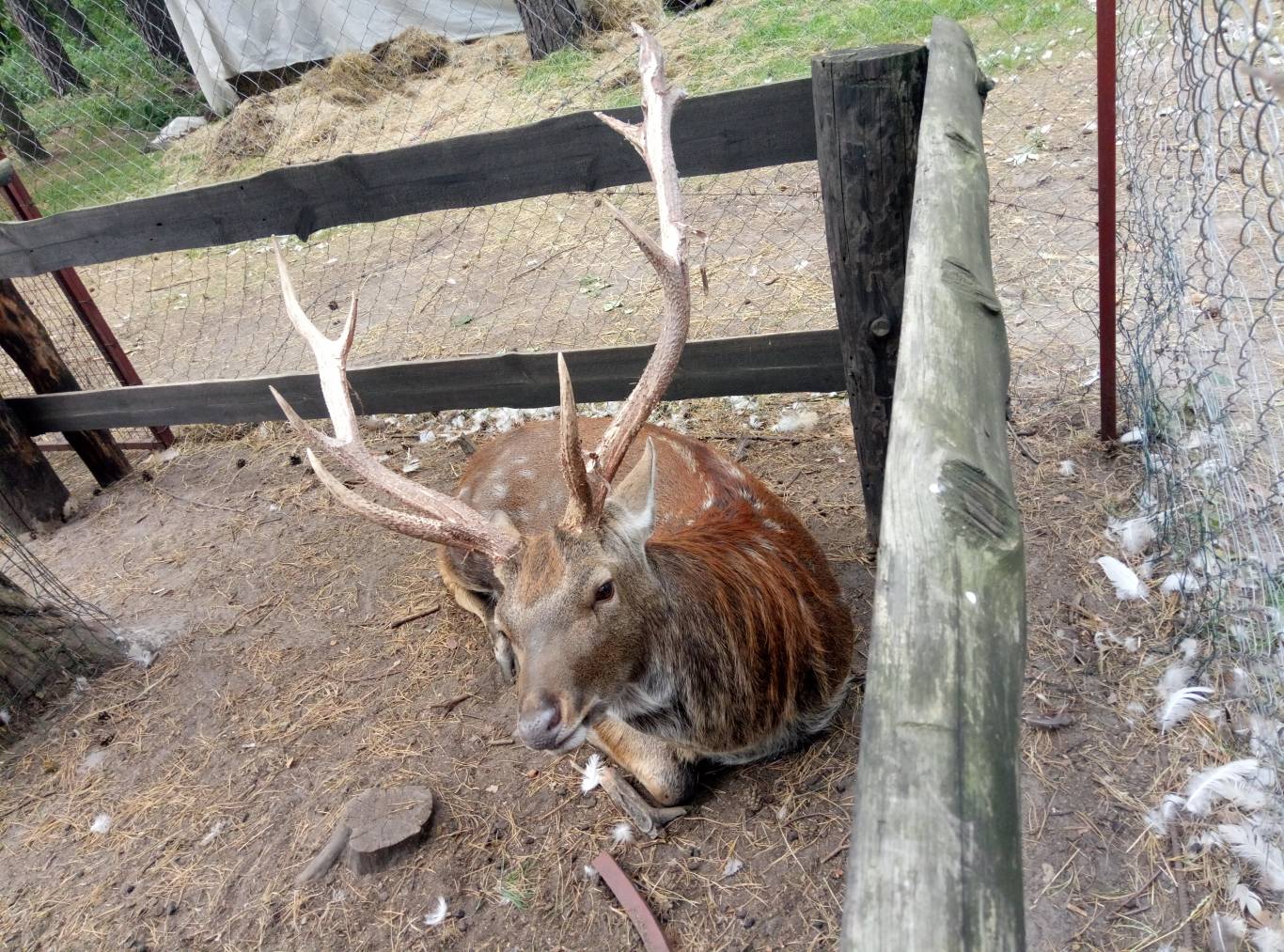 Маленький зоопарк