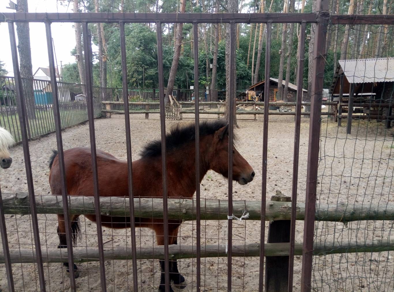 Маленький зоопарк