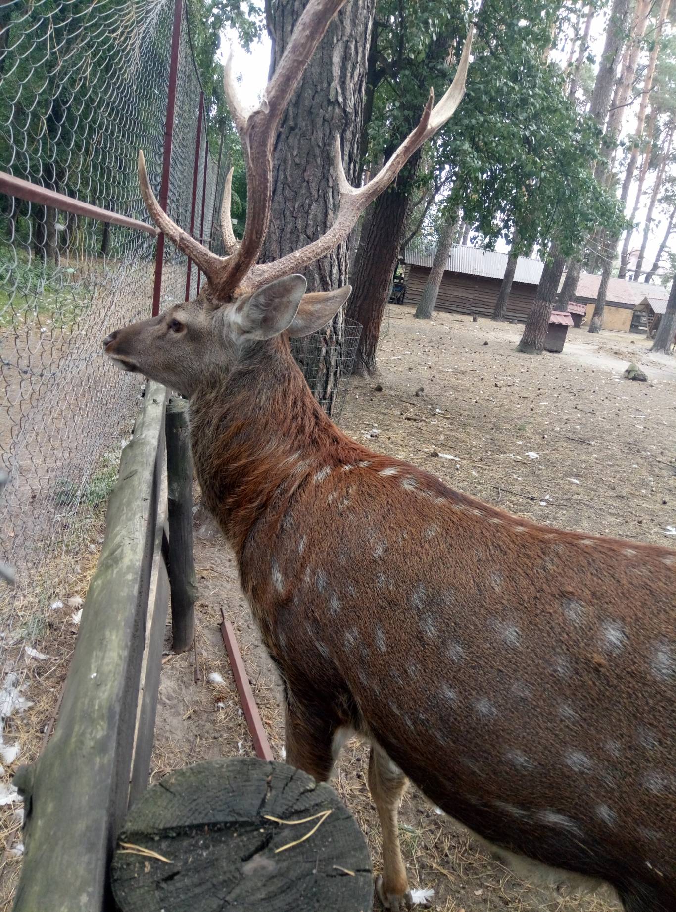 маленький зоопарк