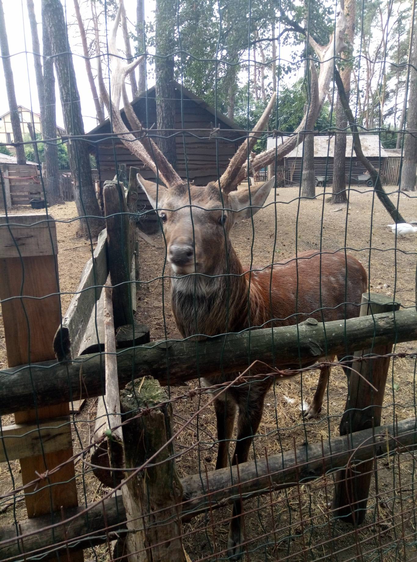 Маленький зоопарк