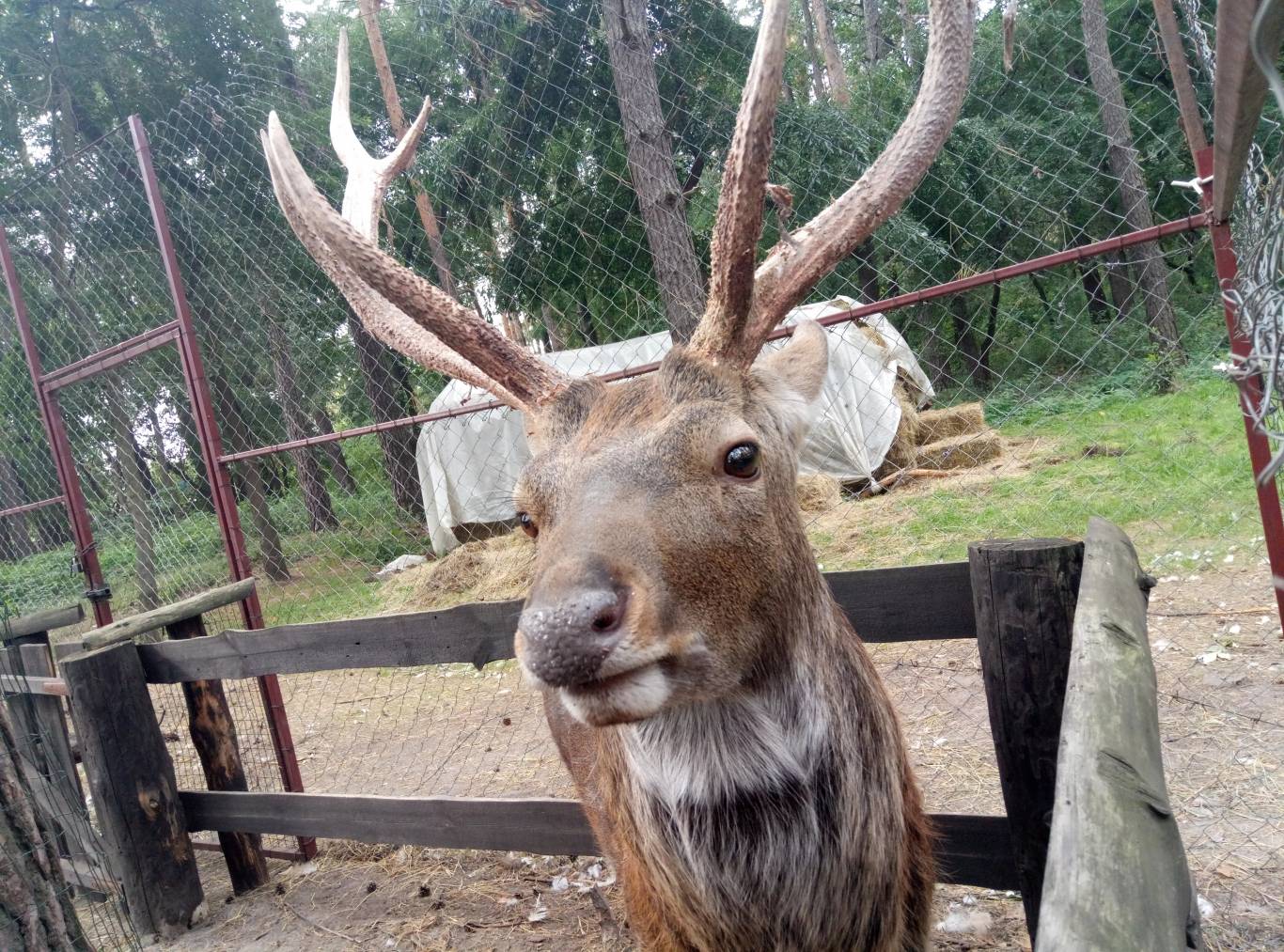 Маленький зоопарк