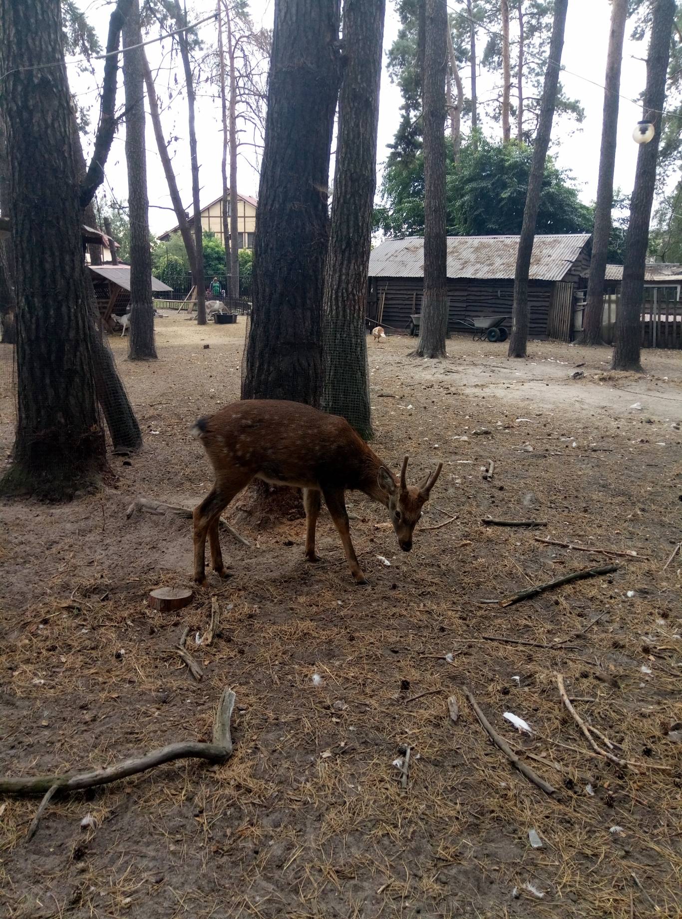 Маленький зоопарк