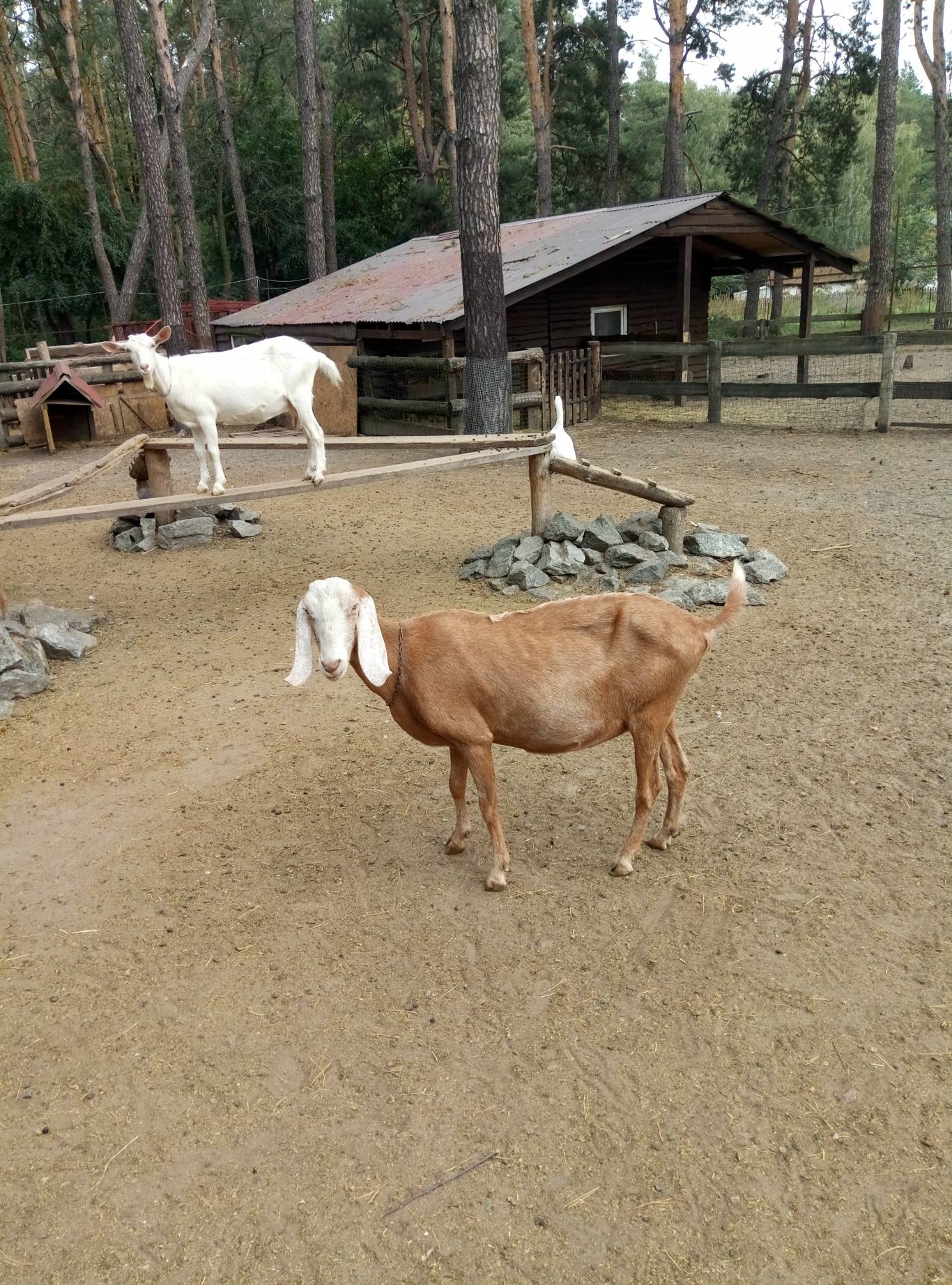 Маленький зоопарк