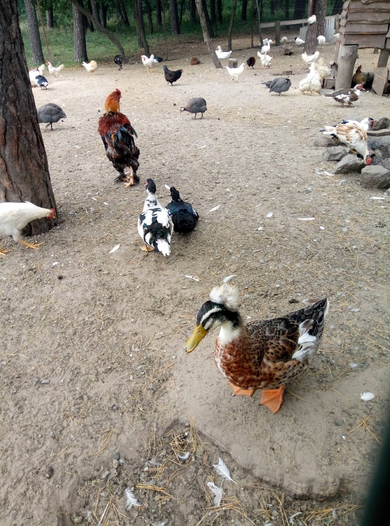 Маленький зоопарк