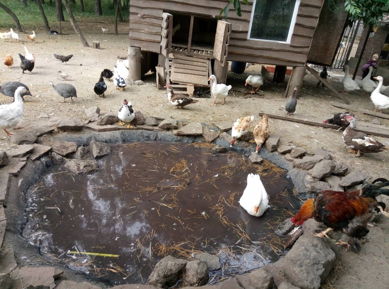 Маленький зоопарк