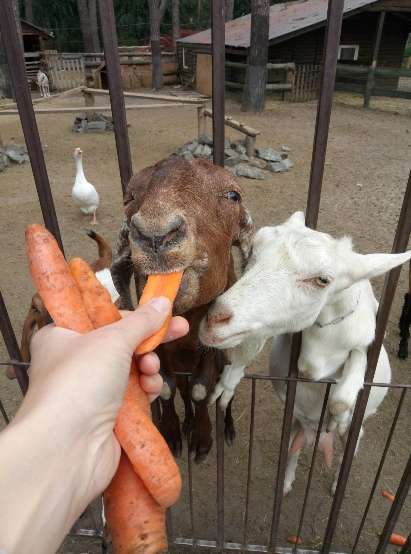 Маленький зоопарк