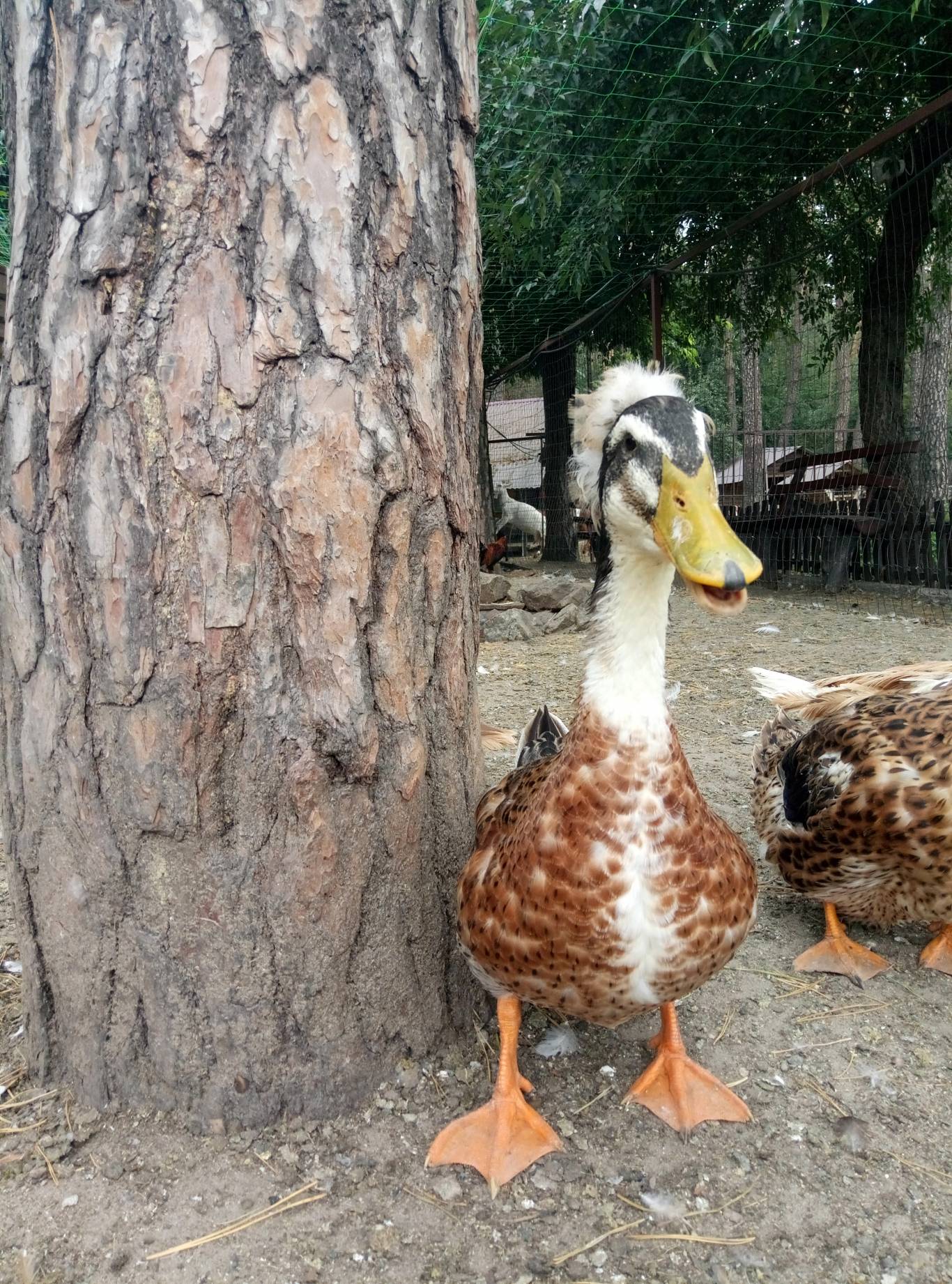 Маленький зоопарк