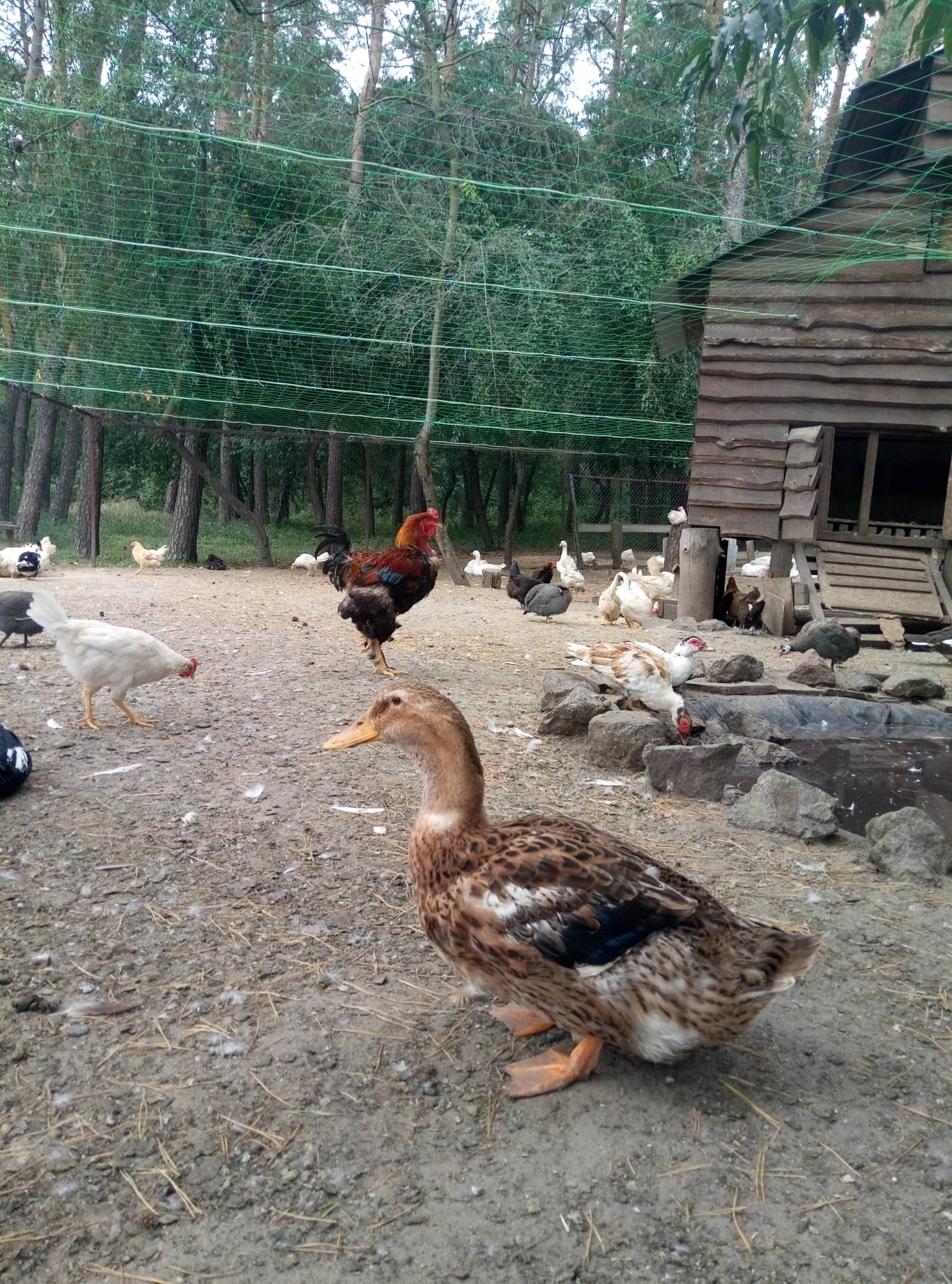 Маленький зоопарк