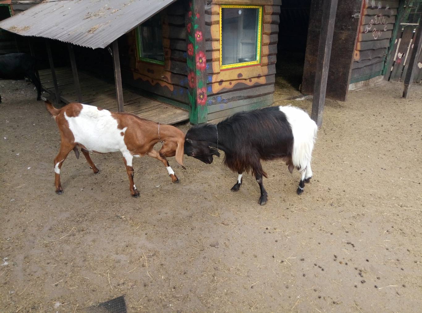 Маленький зоопарк