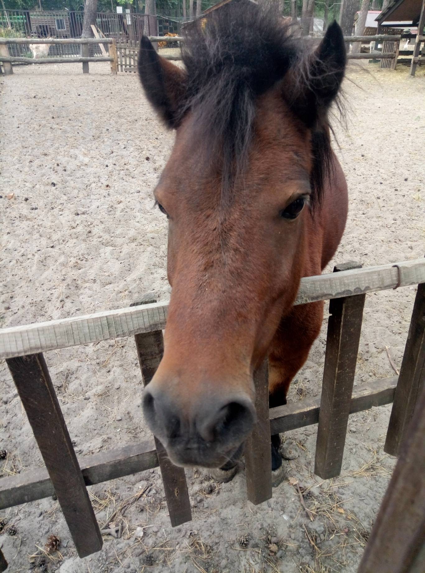 Маленький зоопарк