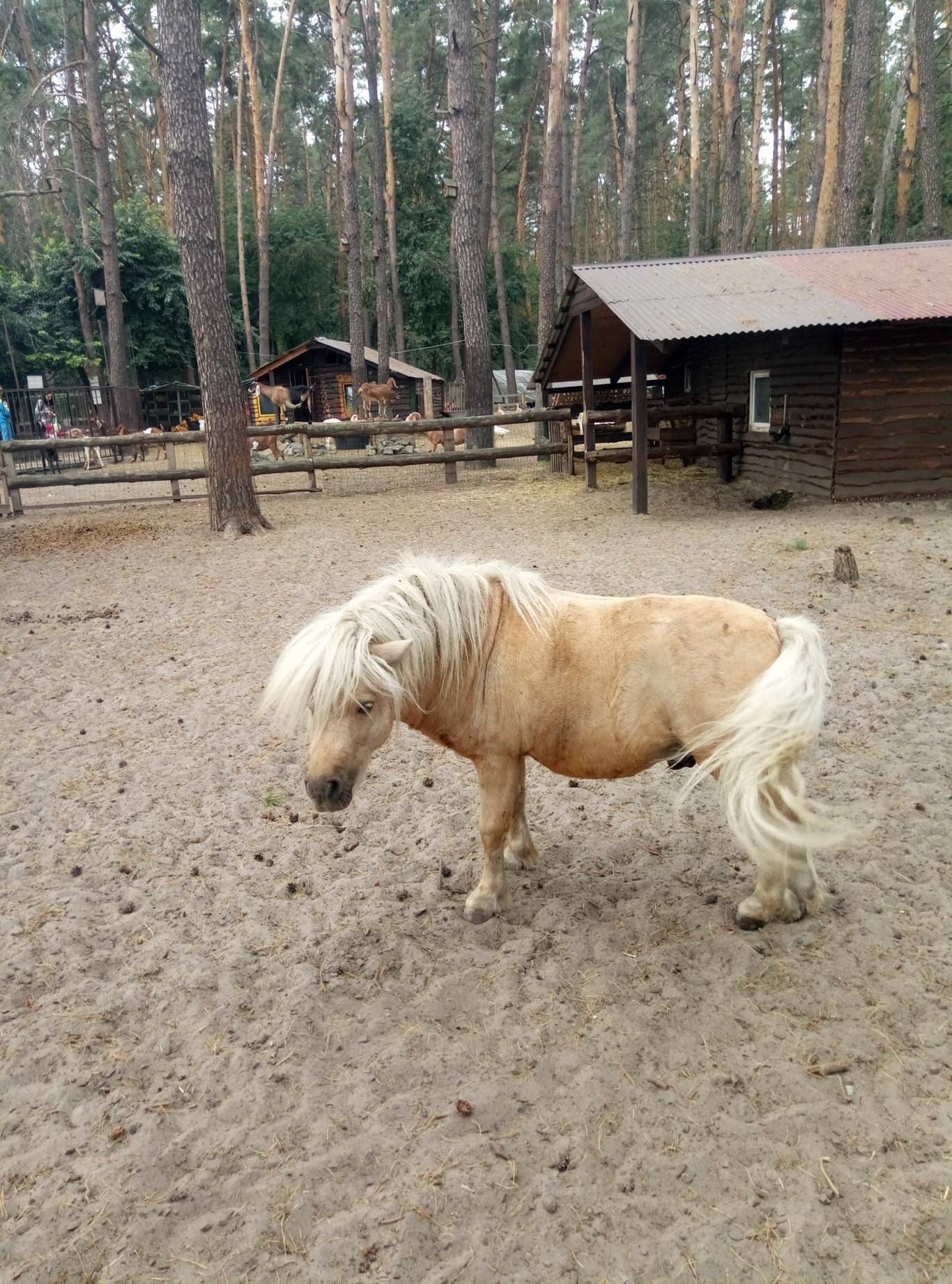 Маленький зоопарк