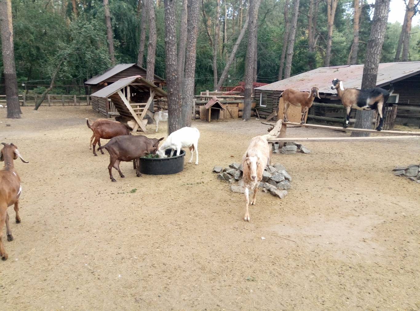 Маленький зоопарк