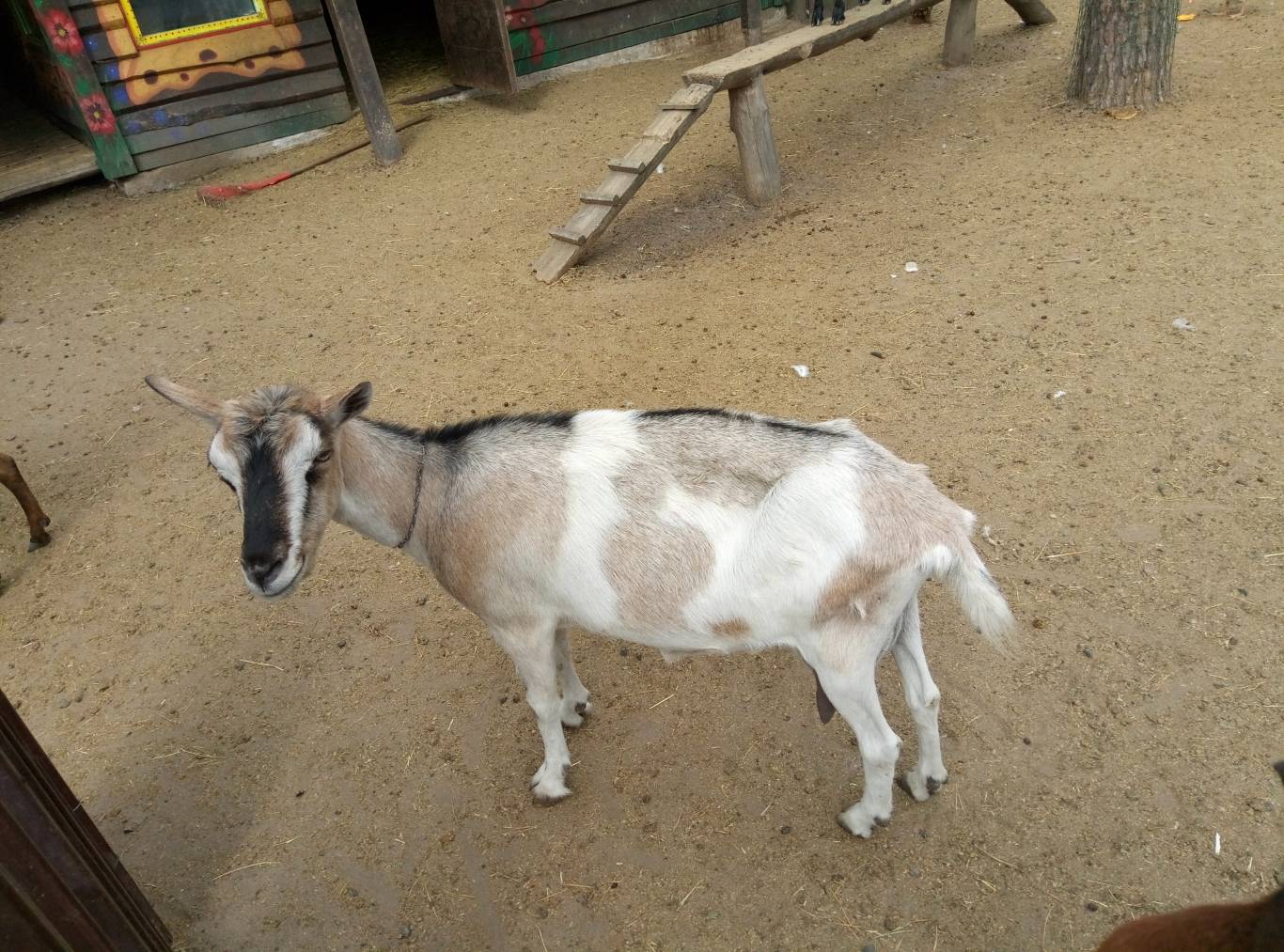 Маленький зоопарк