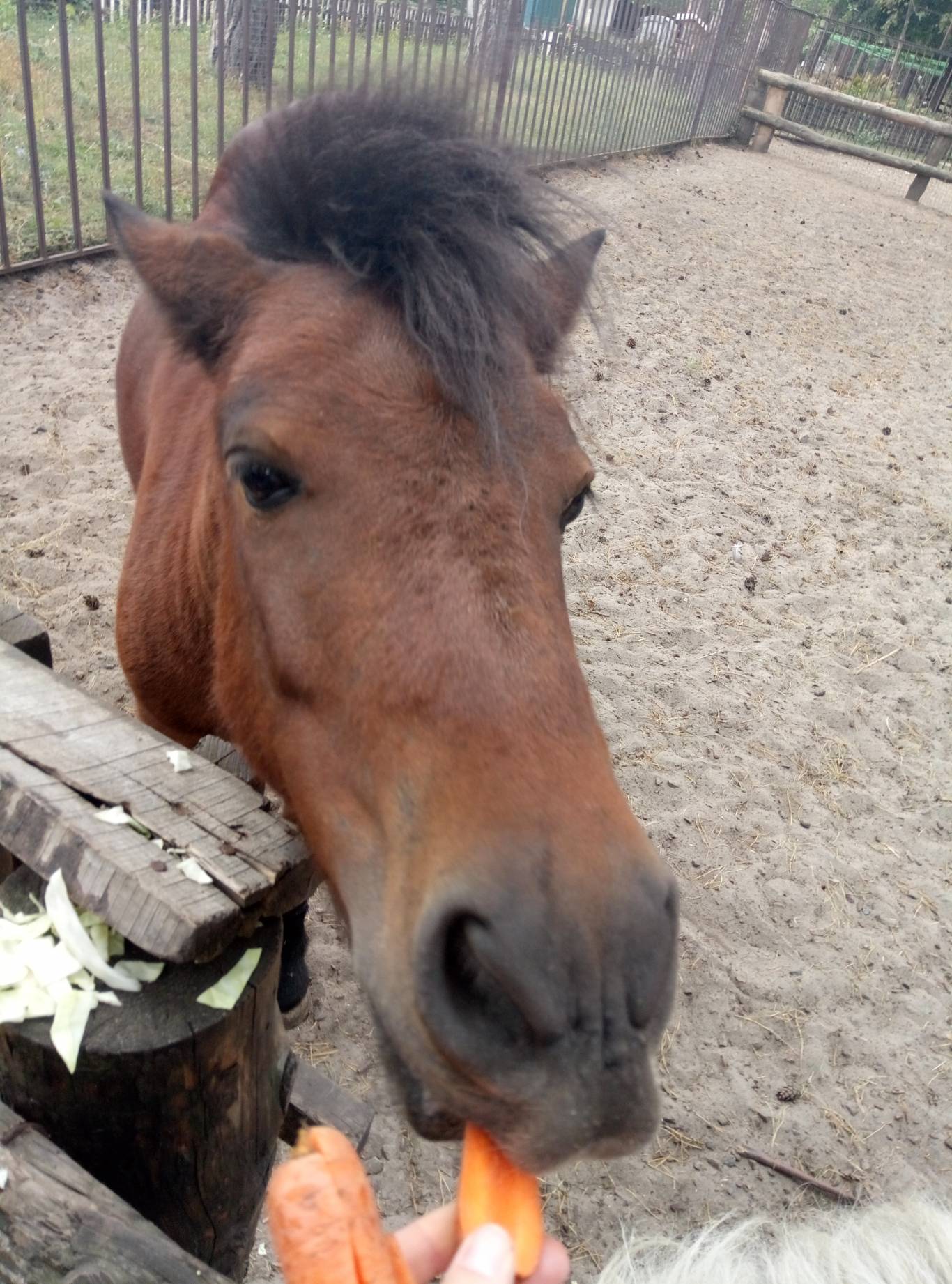 Маленький зоопарк