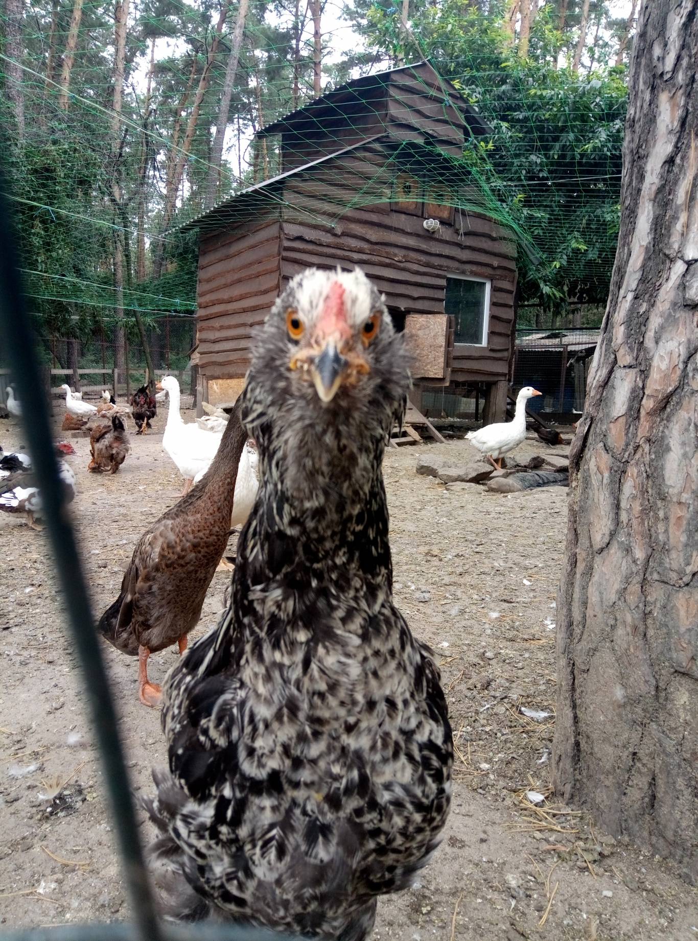 Маленький зоопарк