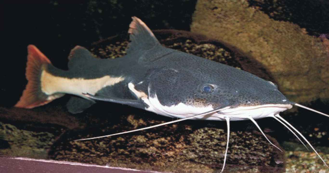 Виставка риб "Підводний світ"