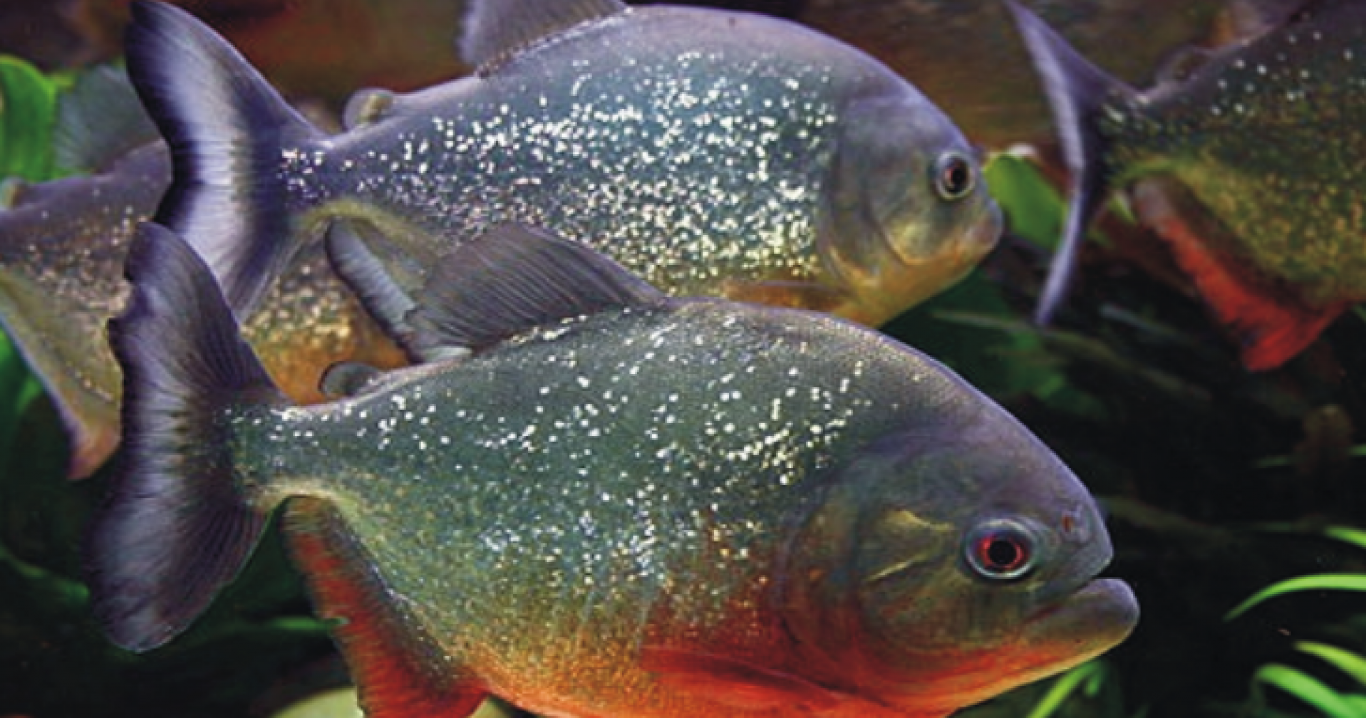 Виставка риб "Підводний світ"