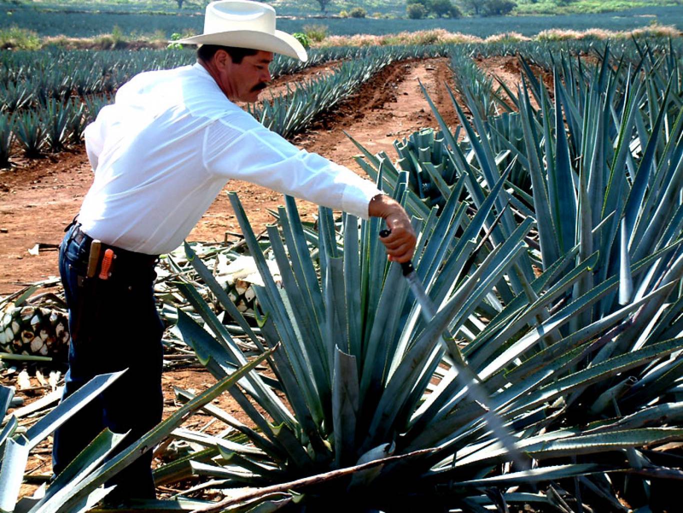 Текила и мескаль. Крепкая гордость Мексики