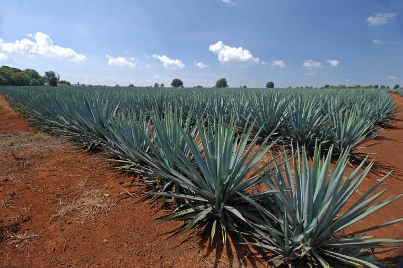 Текила и мескаль. Крепкая гордость Мексики