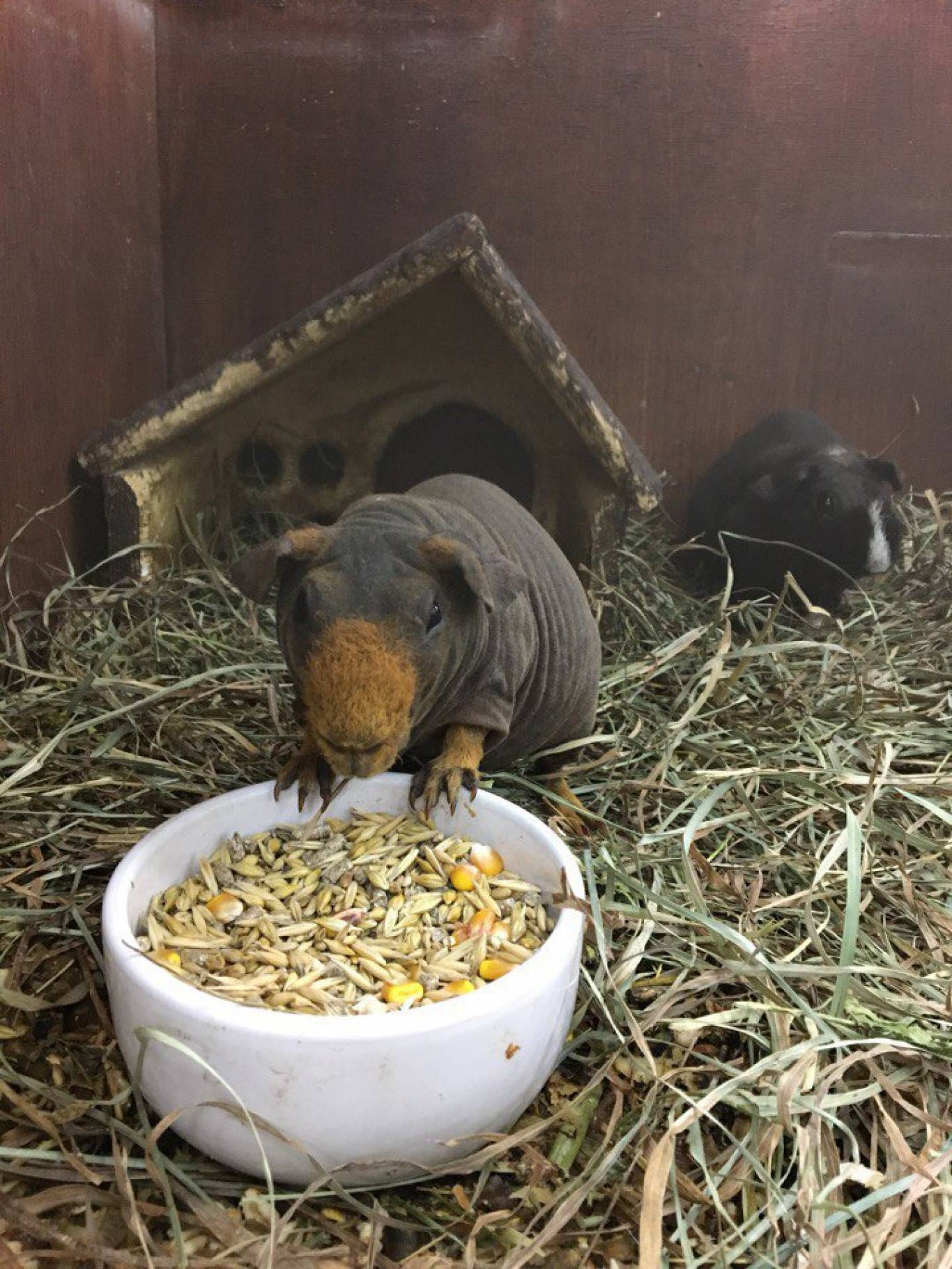 Виставка вухастих та пухнастих "Братик кролик"