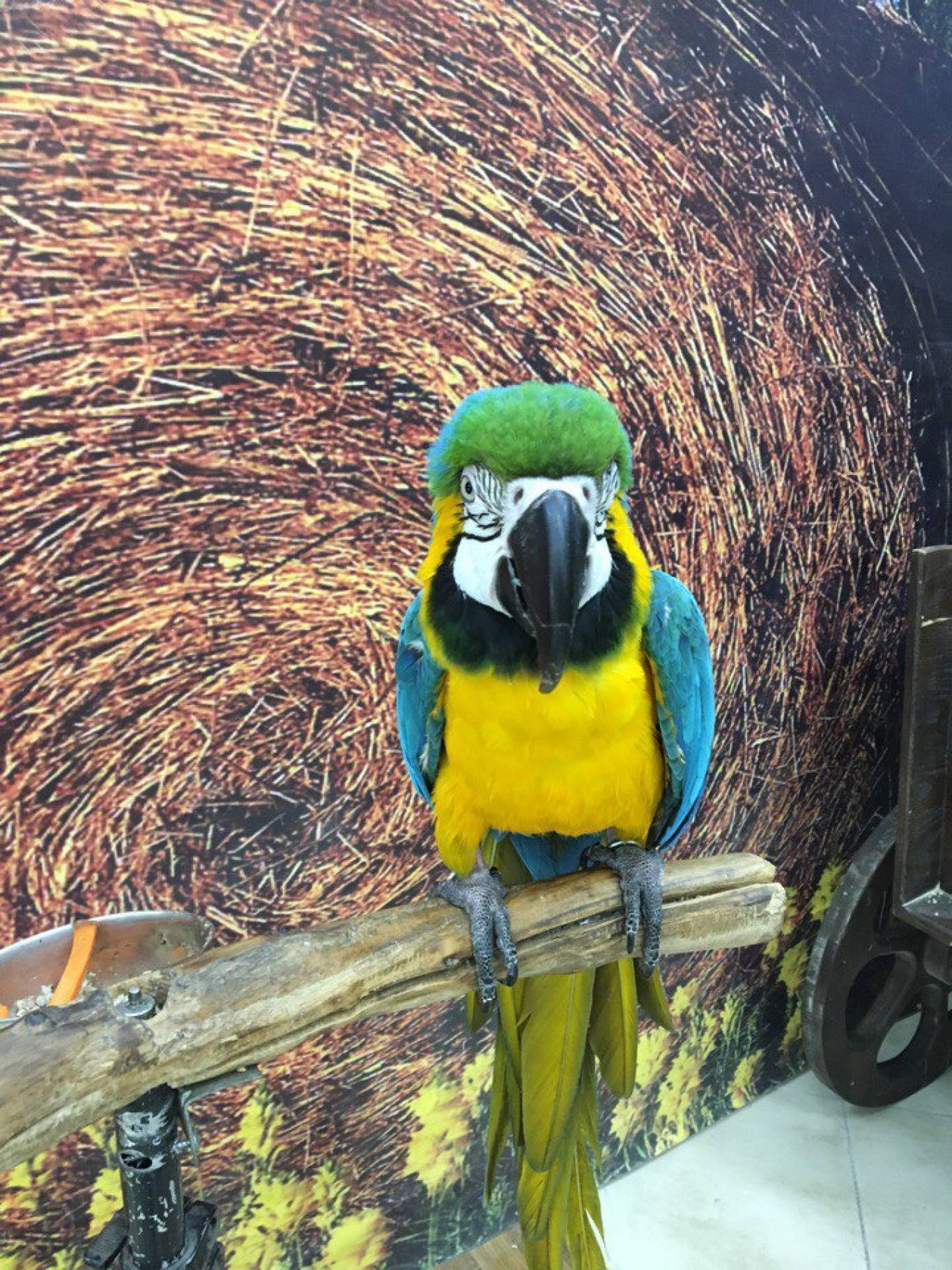 Виставка вухастих та пухнастих "Братик кролик"