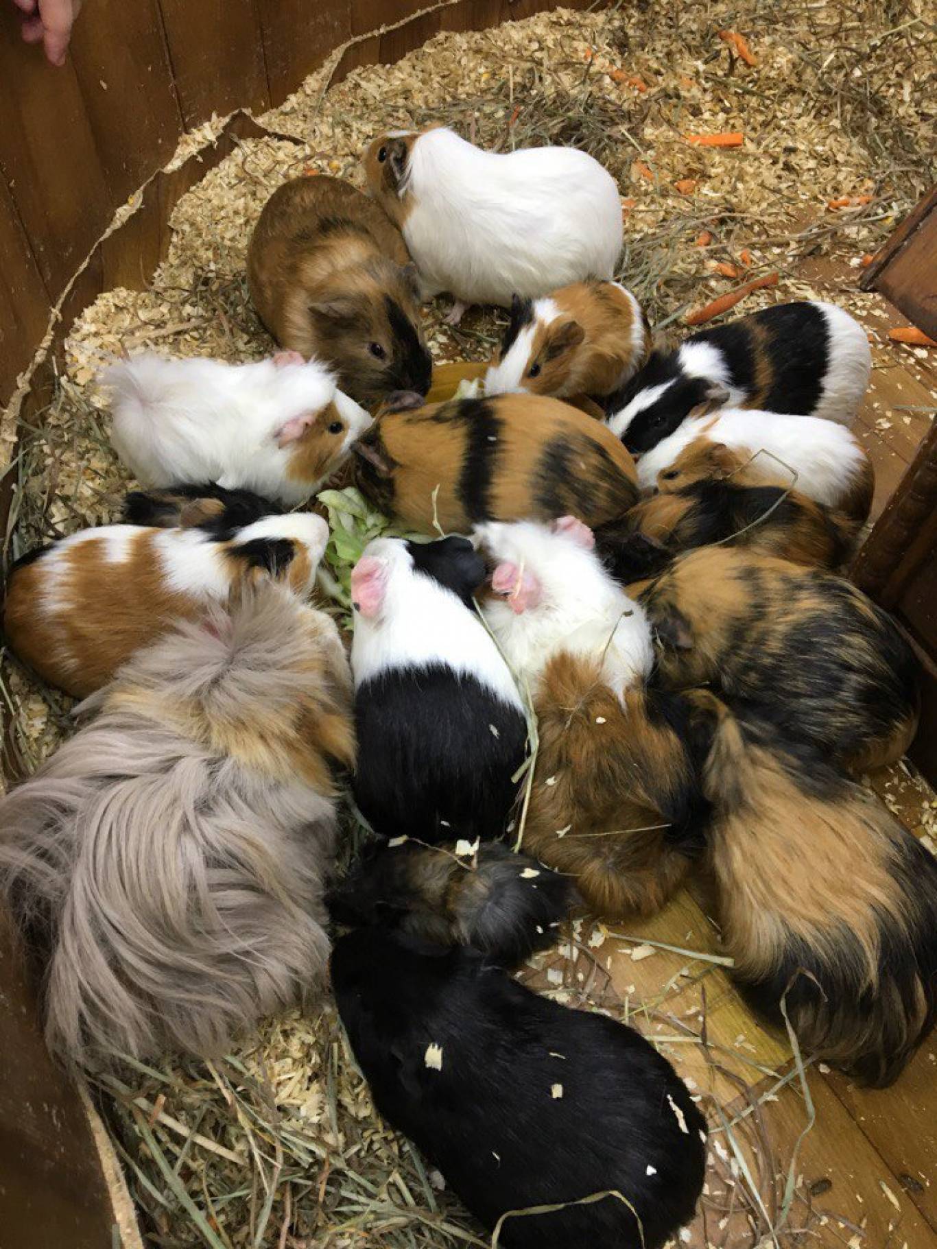 Виставка вухастих та пухнастих "Братик кролик"