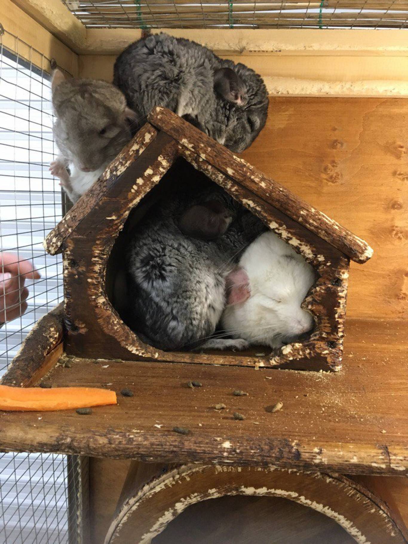 Виставка вухастих та пухнастих "Братик кролик"