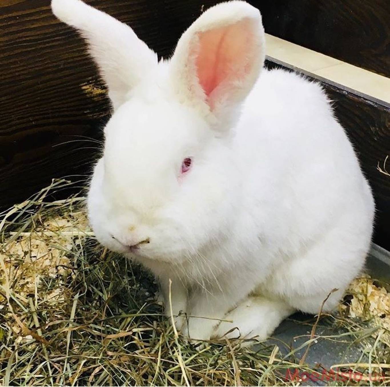 Виставка Вухастих і Пухнастих