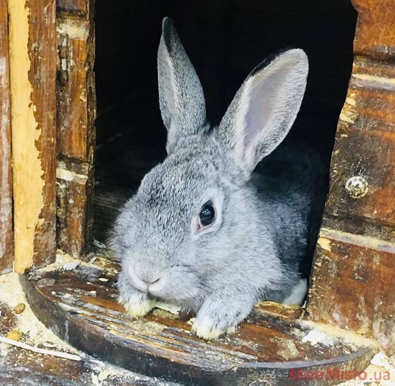 Виставка Вухастих і Пухнастих