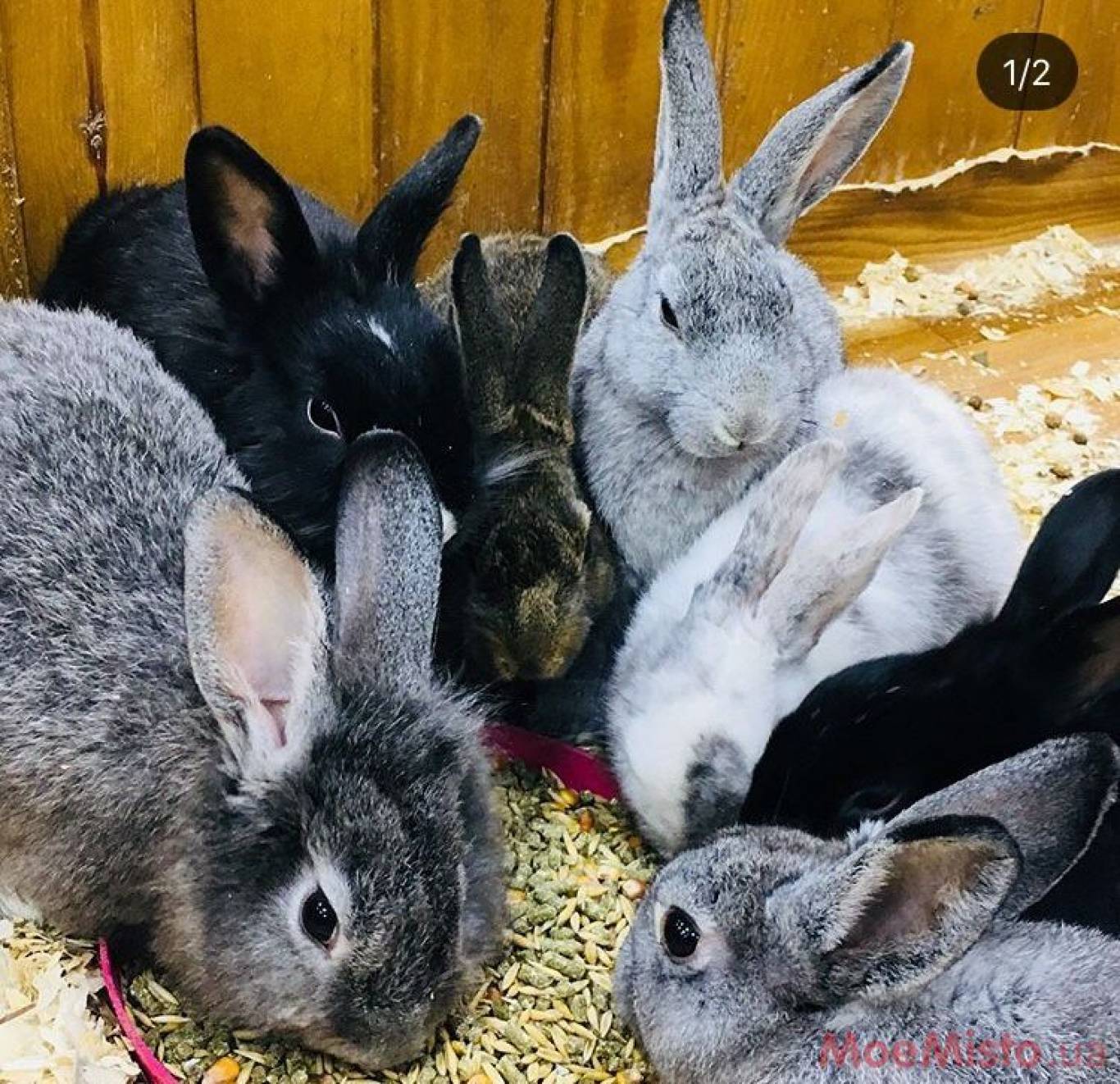 Виставка Вухастих і Пухнастих