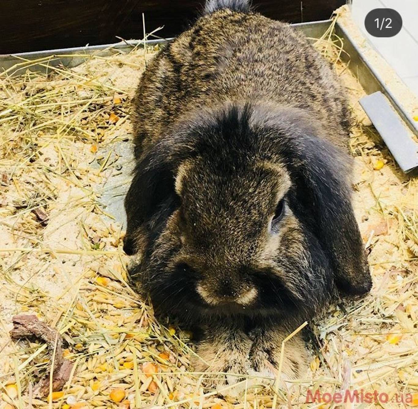 Виставка Вухастих і Пухнастих