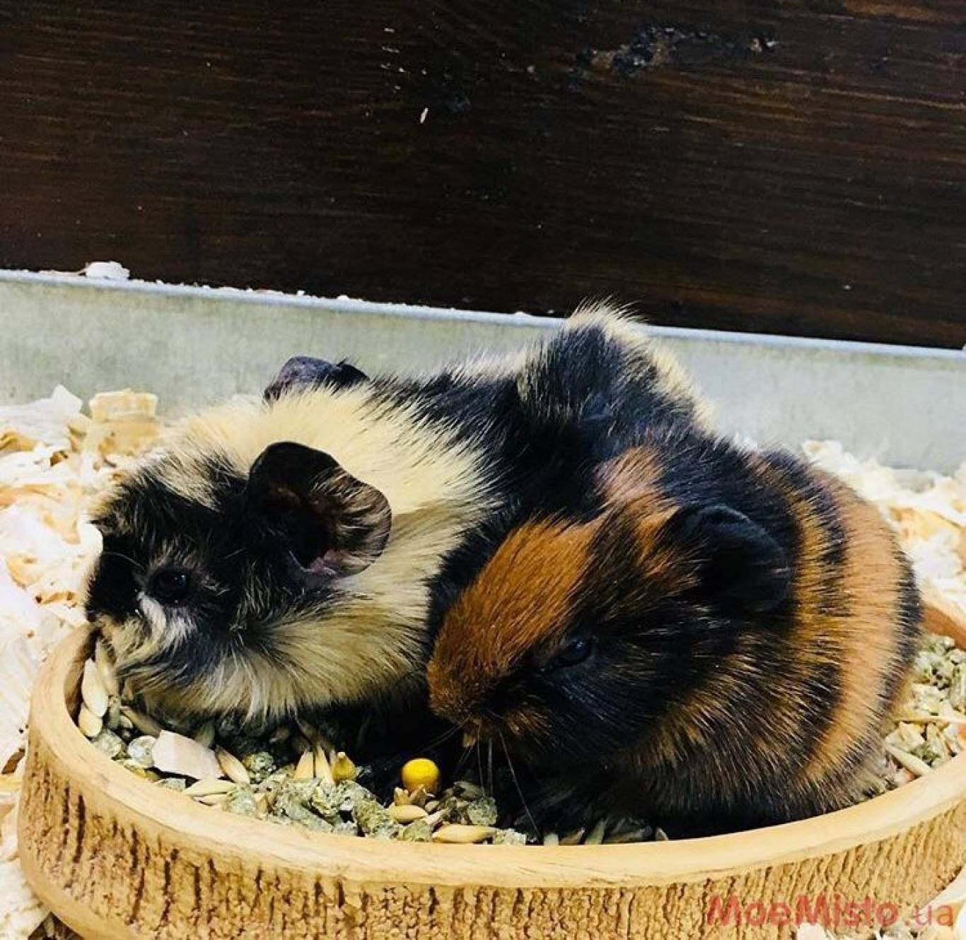 Виставка Вухастих і Пухнастих