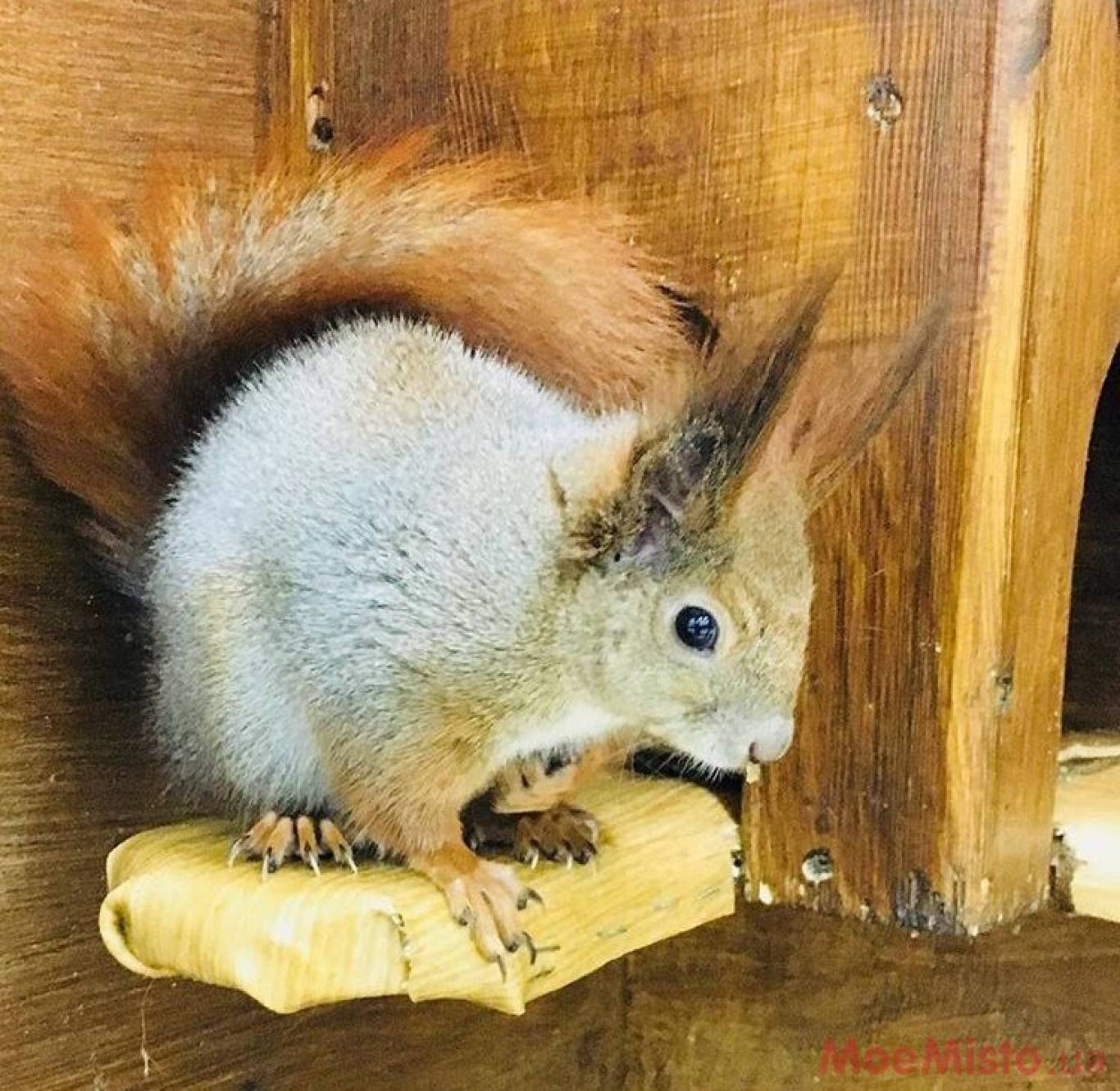 Виставка Вухастих і Пухнастих