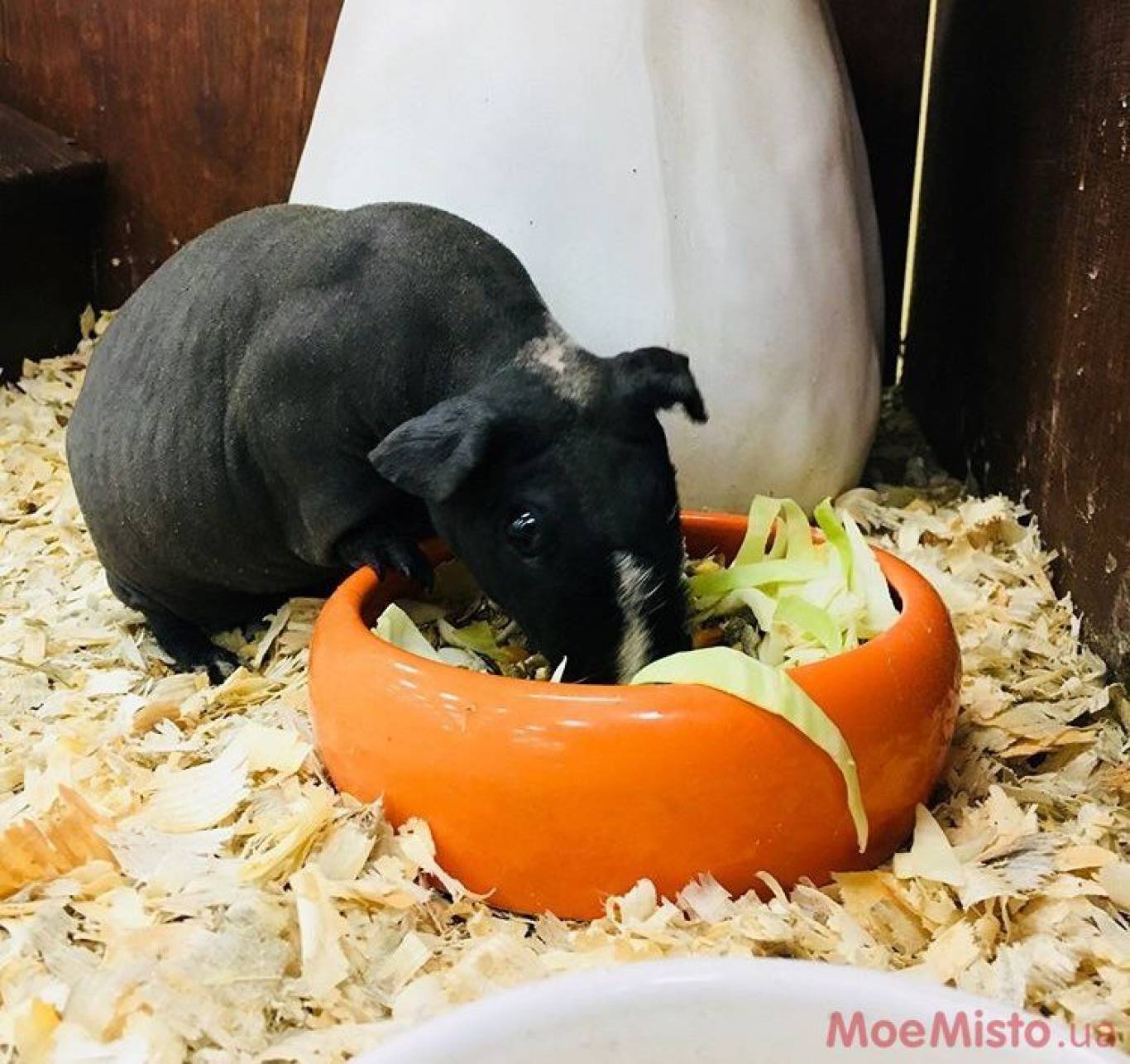 Виставка Вухастих і Пухнастих